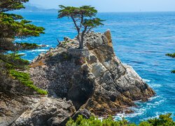Punkt widokowy Lone Cypress w Kalifornii
