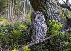Sowa, Puszczyk kreskowany, Las, Drzewa, Gałąź