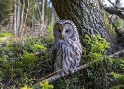 Puszczyk kreskowany na suchej gałązce