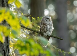 Puszczyk zwyczajny na gałązce