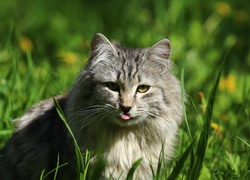 Puszysty kot w trawie