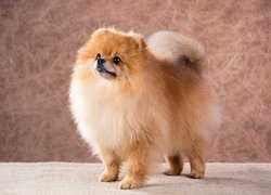 Szpic miniaturowy, Pomeranian, Puszysty