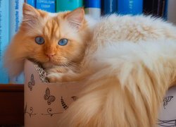 Puszysty rudawy kot leżący w kartonie