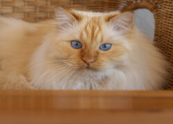 Puszysty rudowłosy kot z niebieskimi oczami