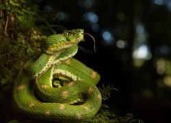 Zielony wąż