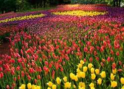 Rabatki kolorowych tulipanów w parku