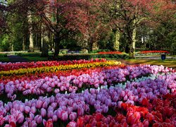 Park, Różowe, Czerwone, Żółte, Tulipany, Drzewa, Wiosna