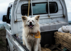 Radosny akita inu z tyłu pick-upa