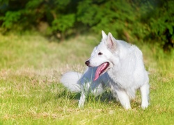 Radosny biały owczarek biega po trawie