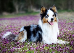 Radosny border collie leży na kwiatowej łące