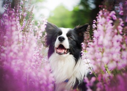 Radosny border collie na wrzosowej łące
