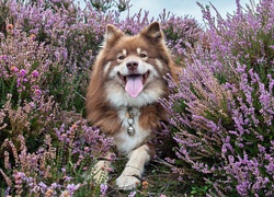 Radosny fiński lapphund we wrzosach