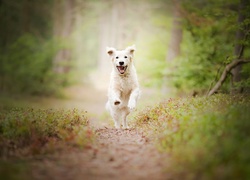 Las, Biegnący, Pies, Golden retriever