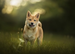 Radosny shiba inu na łące