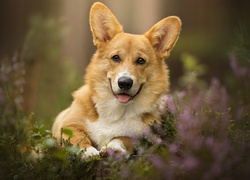 Radosny welsh corgi pembroke leży we wrzosach