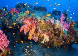 Rafa koralowa w Oceanie Indyjskim