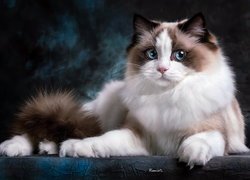 Ragdoll niebieskooki