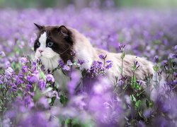 Ragdoll w fioletowych kwiatach