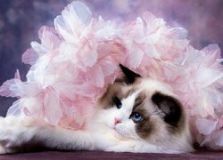 Ragdoll