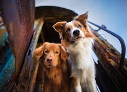 Retriever z Nowej Szkocji i border collie w drzwiach pociągu