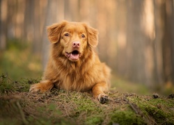 Retriever z Nowej Szkocji leży na leśnej ściółce