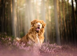 Pies, Retriever z Nowej Szkocji, Wrzosy, Las