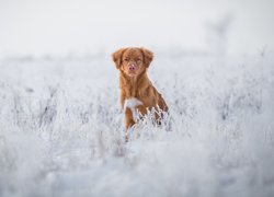 Retriever z Nowej Szkocji na śniegu