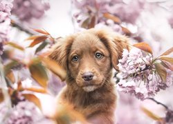 Retriever z Nowej Szkocji pośród gałązek drzewa owocowego