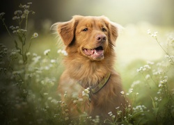 Retriever z Nowej Szkocji pośród kwiatów na łące