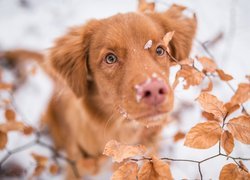 Pies, Retriever z Nowej Szkocji, Mordka, Liście, Śnieg