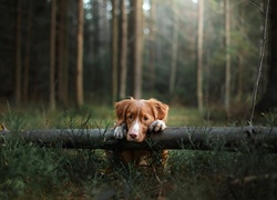 Retriever z Nowej Szkocji stoi oparty gałąź drzewa w lesie