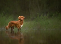 Pies, Retriever z Nowej Szkocji, Woda, Zarośla