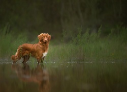 Retriever z Nowej Szkocji stojący w wodzie