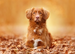 Retriever z Nowej Szkocji, Liście