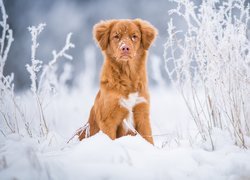 Pies, Retriever z Nowej Szkocji, Śnieg, Rośliny