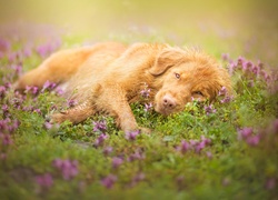 Retriever z Nowej Szkocji wyleguje się na kwiatowej łące