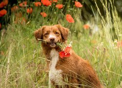 Pies, Retriever z Nowej Szkocji, Maki, Trawa Retriever z Nowej Szkocji