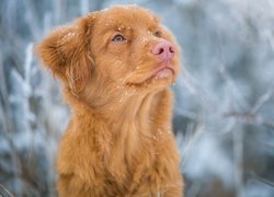 Retriever z Nowej Szkocji z płatkami śniegu