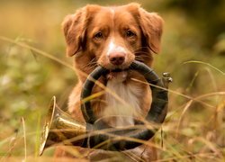 Retriever z Nowej Szkocji z trąbką myśliwską