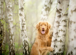 Retriever z Nowej Szkocji, Brzozy