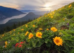 Stany Zjednoczone, Stan Waszyngton, Rezerwat przyrody Columbia River Gorge, Góry Kaskadowe, Rzeka Kolumbia, Stok, Kwiaty balsamorhiza, Wschód słońca, Łąka