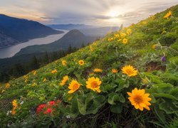 Rezerwat przyrody Columbia River Gorge w Stanach Zjednoczonych