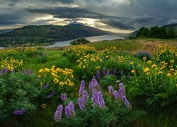 Rezerwat przyrody Columbia River Gorge, Wzgórza, Łąka, Kwiaty, Łubin, Rzeka, Góry, Stan Oregon, Stany Zjednoczone