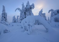 Zima, Śnieg, Drzewa, Rezerwat Valtavaara, Laponia, Finlandia