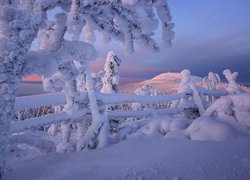 Zima, Góry, Drzewa, Ogrodzenie, Rezerwat Valtavaara, Laponia, Finlandia