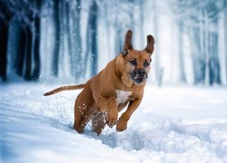 Rhodesian ridgeback biegnie po śniegu