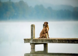 Pomost, Pies, Rhodesian ridgeback, Jezioro, Mgła