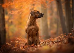 Rhodesian ridgeback siedzący na liściach