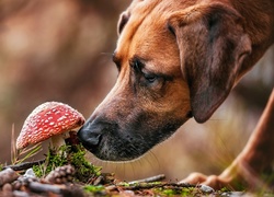 Rhodesian ridgeback wąchający czerwonego muchomora