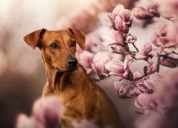 Pies, Rhodesian ridgeback, Kwiaty, Magnolie